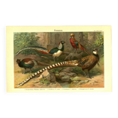 Old engraving from 1904 - Pheasants & Gallinaceous birds. Plate of wild birds.