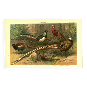 Gravure ancienne de 1904 - Faisans & Gallinacés. Planche oiseaux sauvage