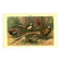 Old engraving from 1904 - Pheasants & Gallinaceous birds. Plate of wild birds.