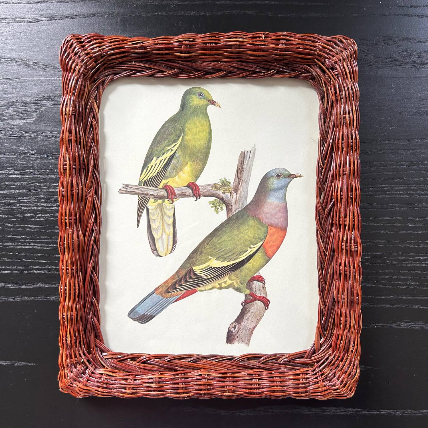 Cadre en rotin et planche ornithologique