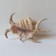 Coquillage