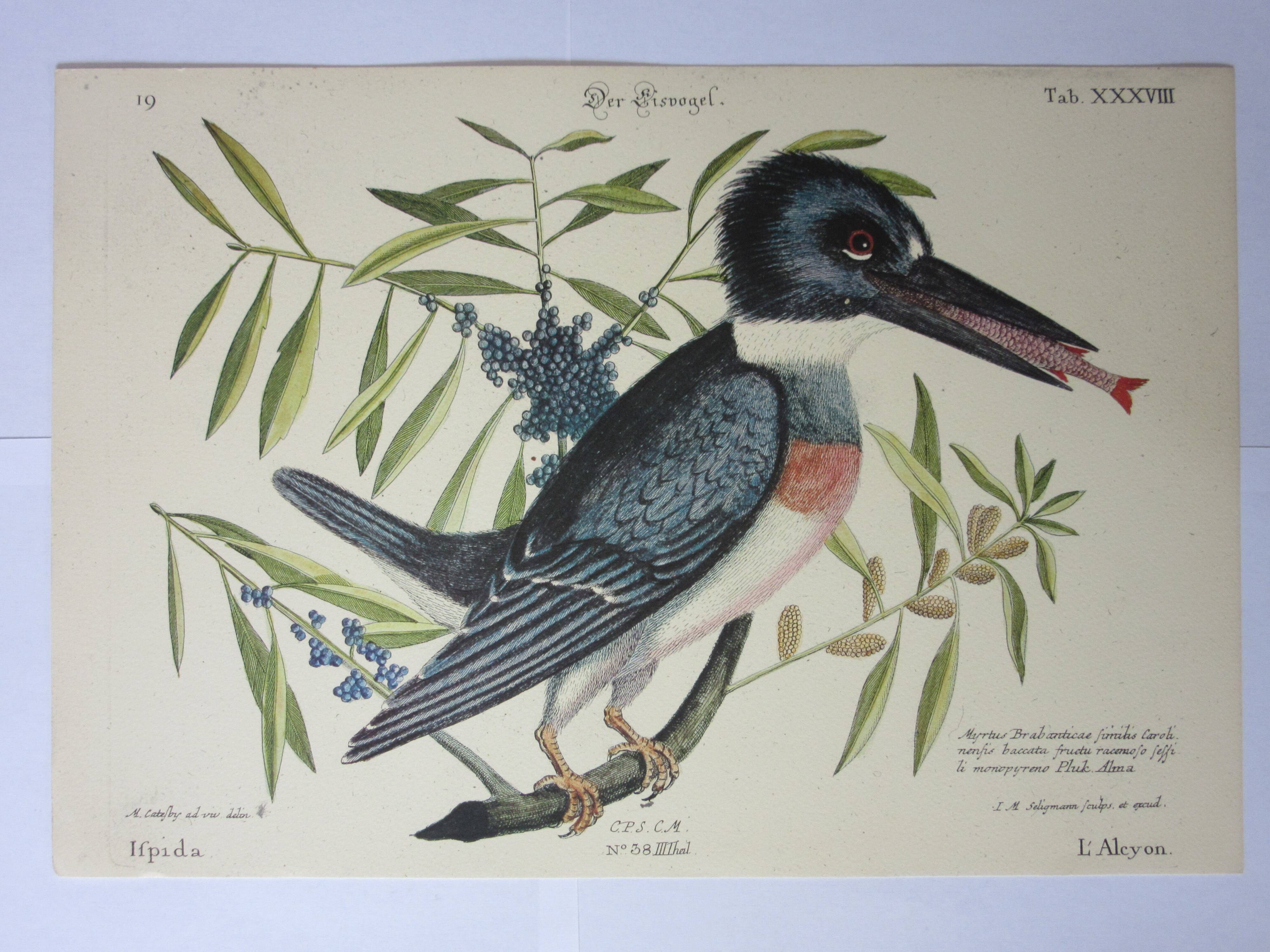 Engraving bird, blue heron, repro Catesby/Seligmann