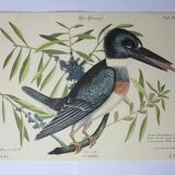 Engraving bird, blue heron, repro Catesby/Seligmann