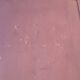 Pair of old cupboard doors h220.5xL75cm each