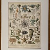 Lithograph on oceanography - 1900