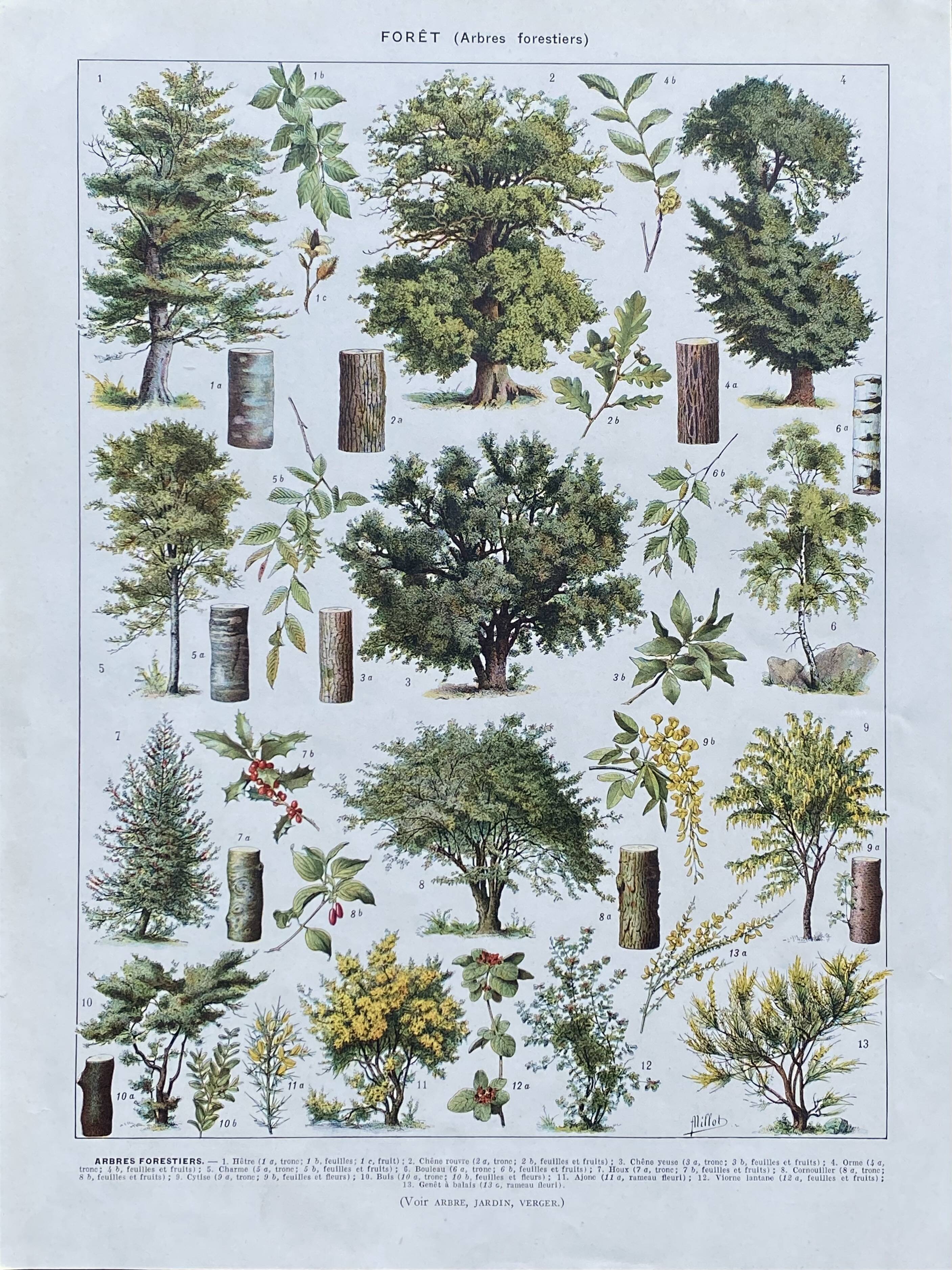 Old Millot illustration "Forest, forest trees"