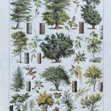 Old Millot illustration "Forest, forest trees"