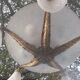 Muller brothers Luneville brass chandelier 1920/1930