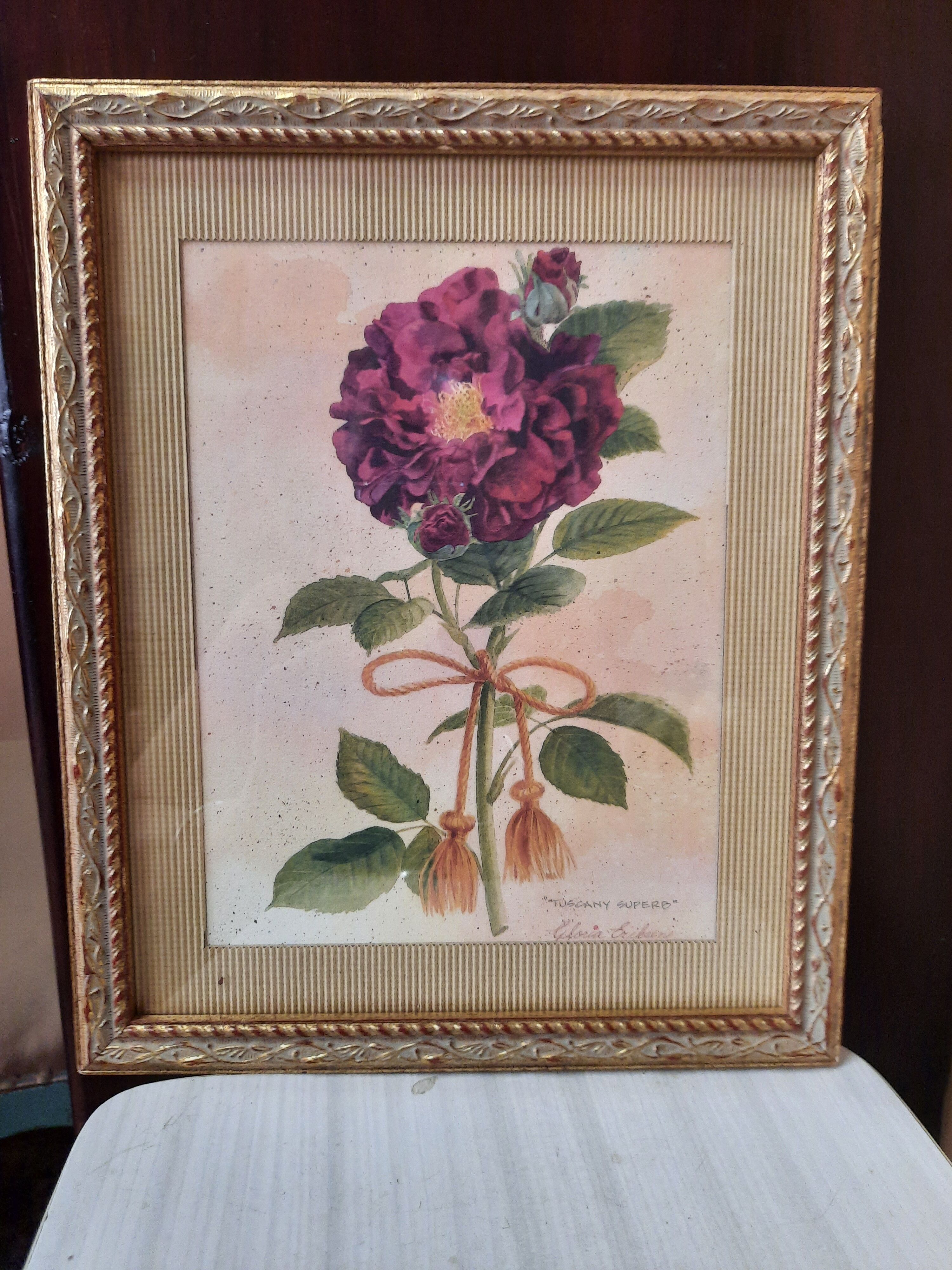 The Tuscan rose vintage illustration