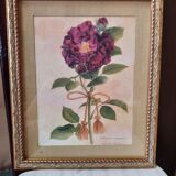 The Tuscan rose vintage illustration
