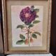 La rose toscane illustration vintage