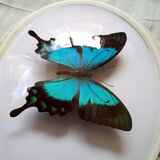 Papillon naturalisé encadré