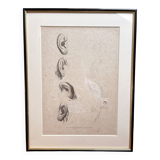 Old Print Engraving 19th Century Study of an Ear Sketch After Raphael Pasquier