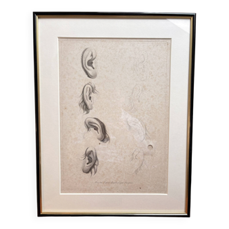 Old Print Engraving 19th Century Study of an Ear Sketch After Raphael Pasquier
