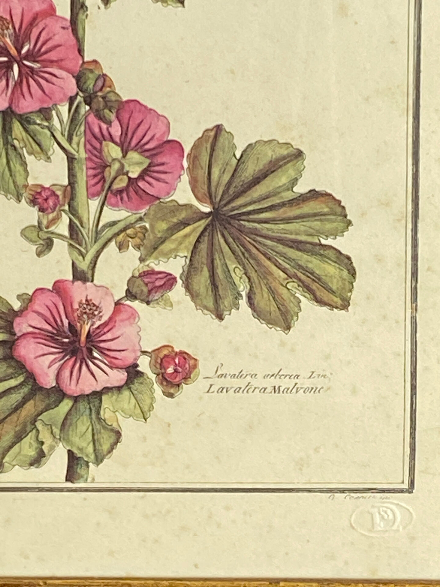 Botanical engraving of Lavatera Malvone
