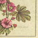 Botanical engraving of Lavatera Malvone