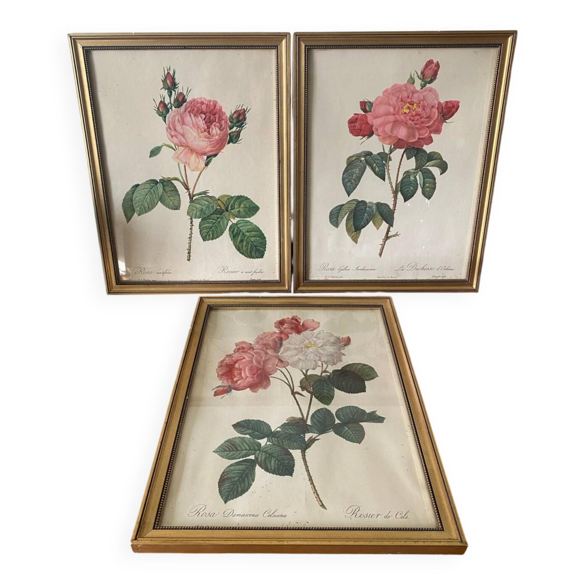 Antique lithographs by pierre joseph redouté, roses + gilded wood frame