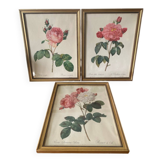 Antique lithographs by pierre joseph redouté, roses + gilded wood frame