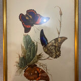 Planches zoologiques vintage -Papillons
