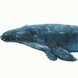 "Hélène", the whale, art print 21/29.7 cm
