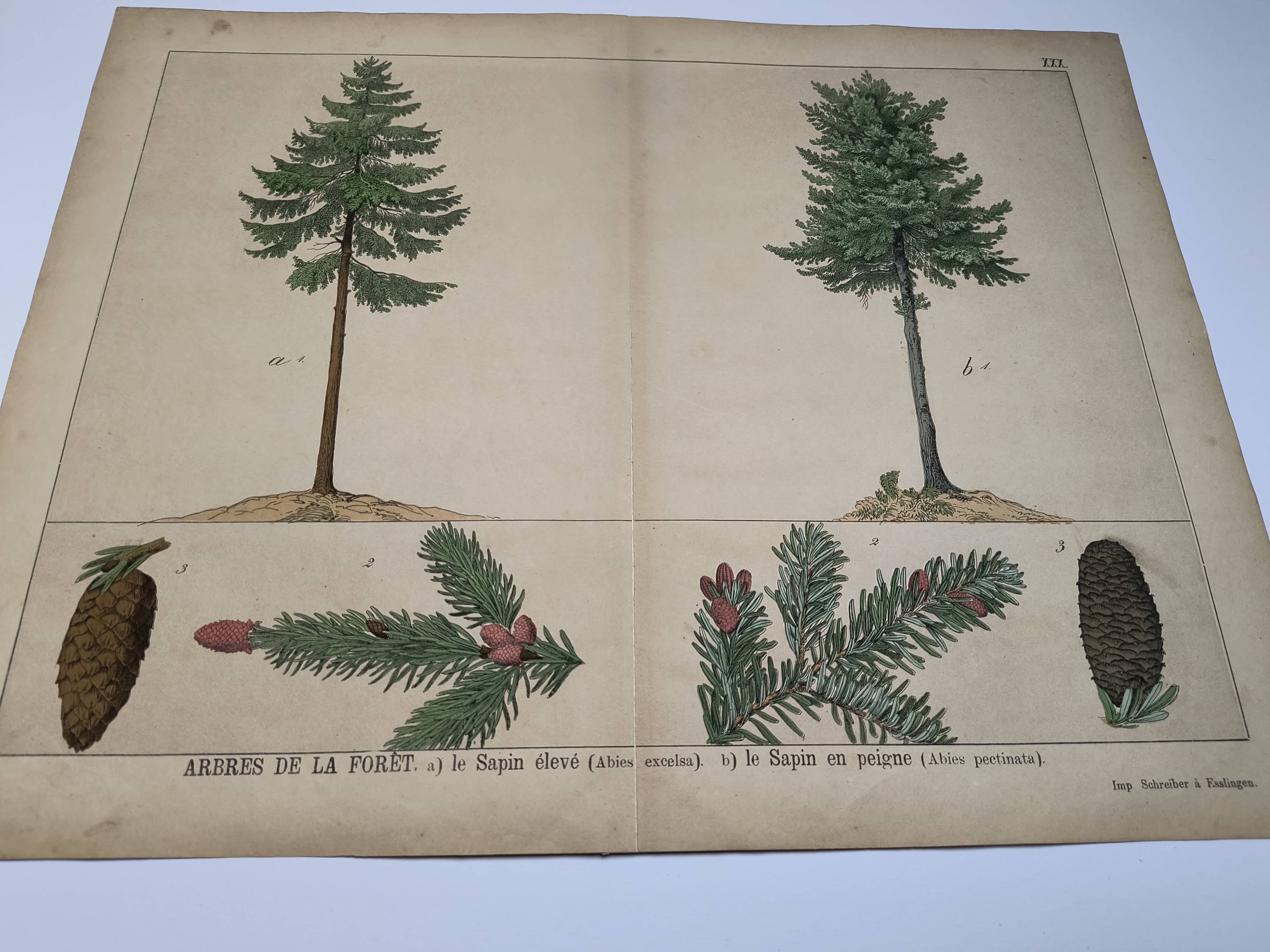Planche botanique 1870 - Sapins - Gravure ancienne arbre
