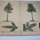 Planche botanique 1870 - Sapins - Gravure ancienne arbre