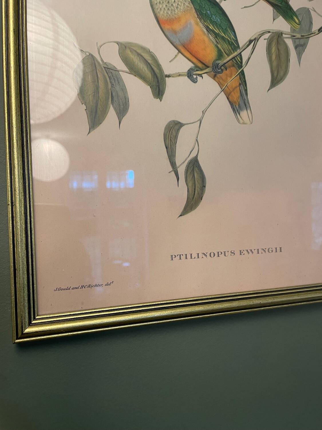 Old lithograph - Ptilinopus Edwingh