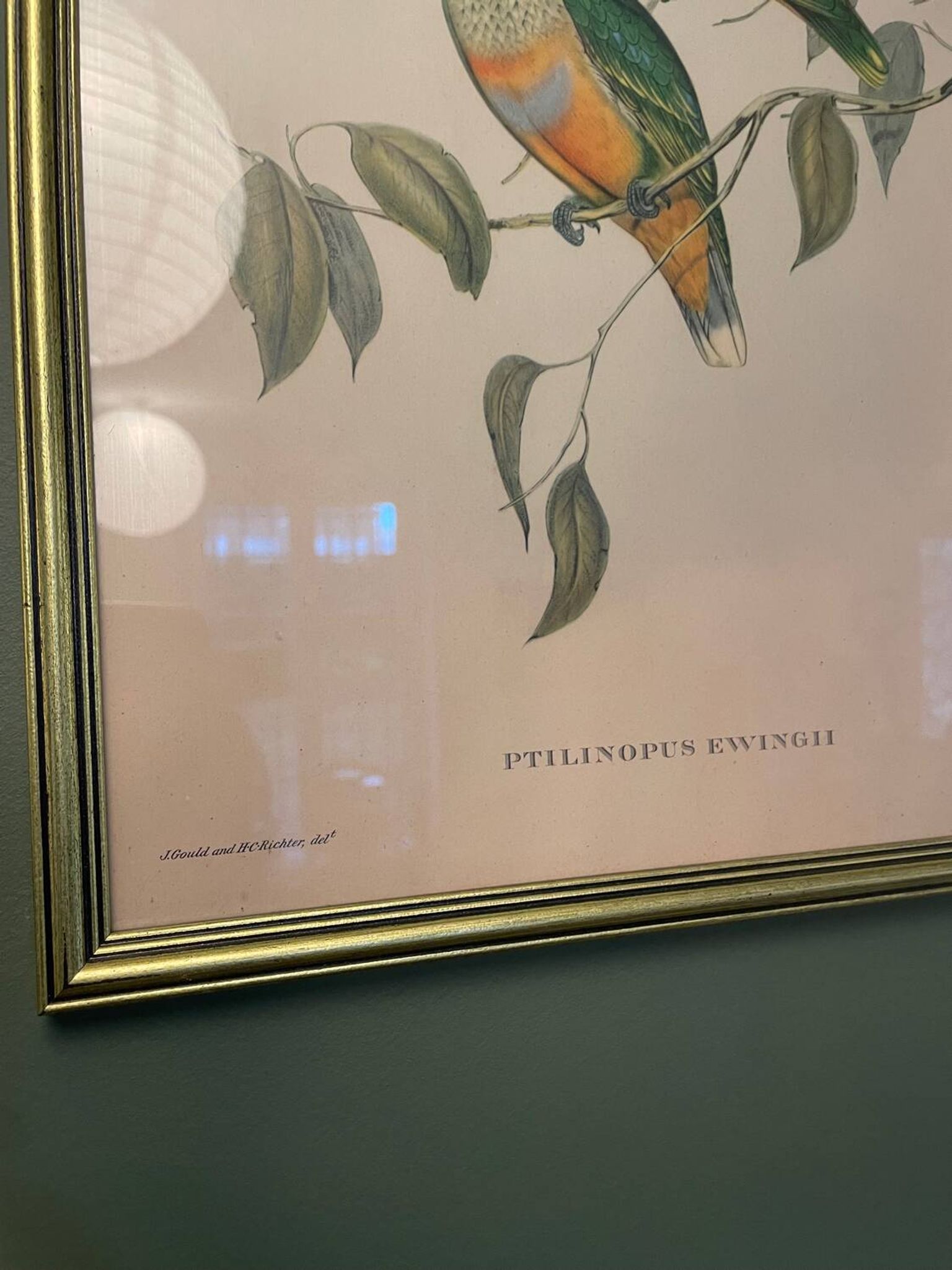 Ancienne lithographie- Ptilinopus Edwingh