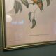 Old lithograph - Ptilinopus Edwingh
