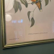 Ancienne lithographie- Ptilinopus Edwingh