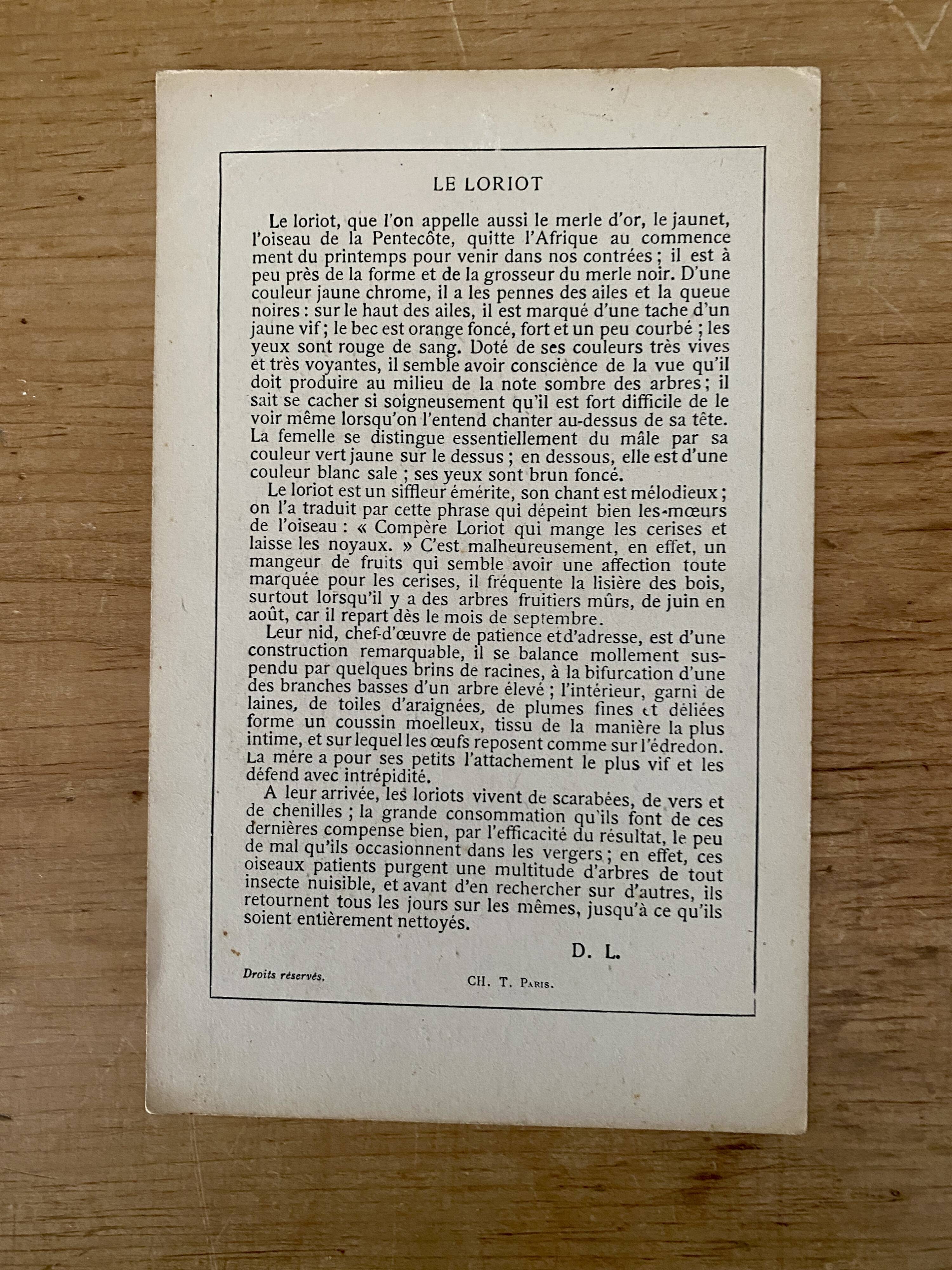 ancienne gravure d'oiseau - giacomelli et huyot - le loriot -