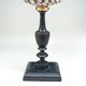 Coquillage conus sur socle en bois noirci, XIXe