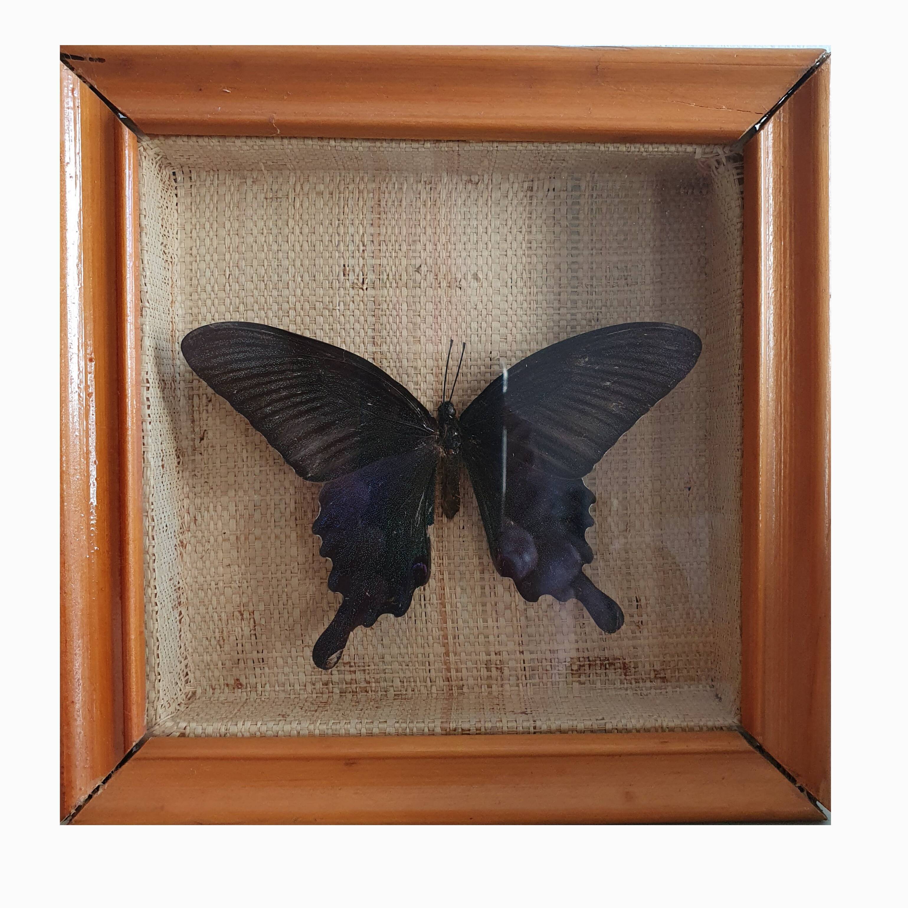 Naturalized butterfly