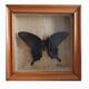 Naturalized butterfly