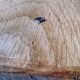 Rustic farmhouse table in solid oak with antique patina finish 200 x 90