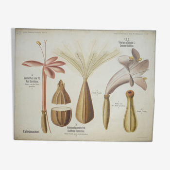 Original botanical study Board