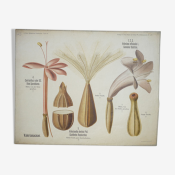 Planche d'étude botanique originale