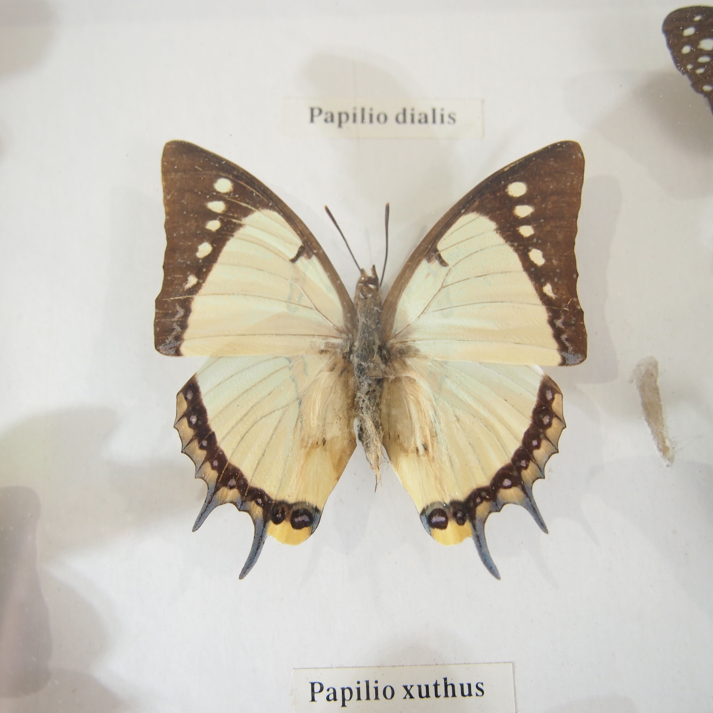 Naturalized butterfly frame, vintage