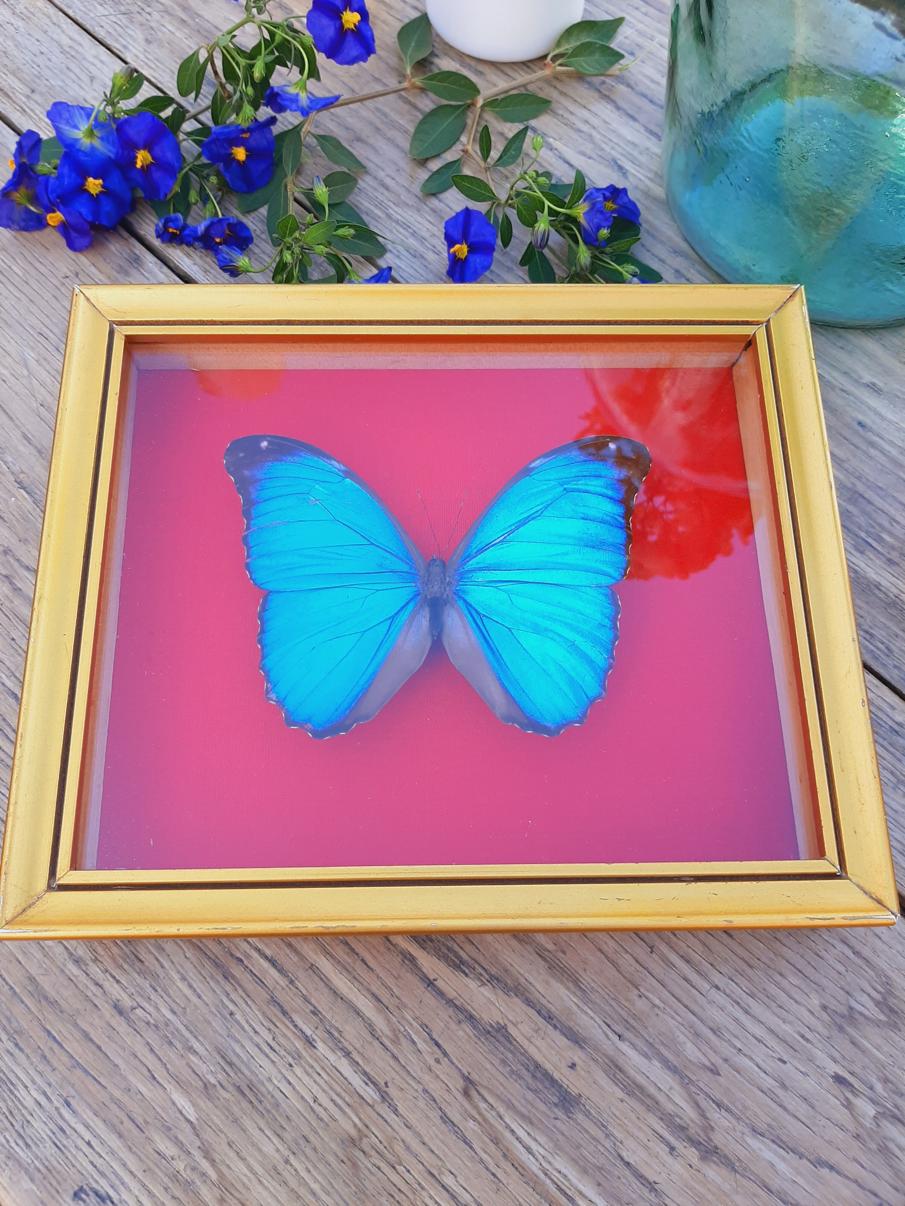 Blue butterfly frame morpho menelaus
