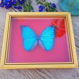 Blue butterfly frame morpho menelaus