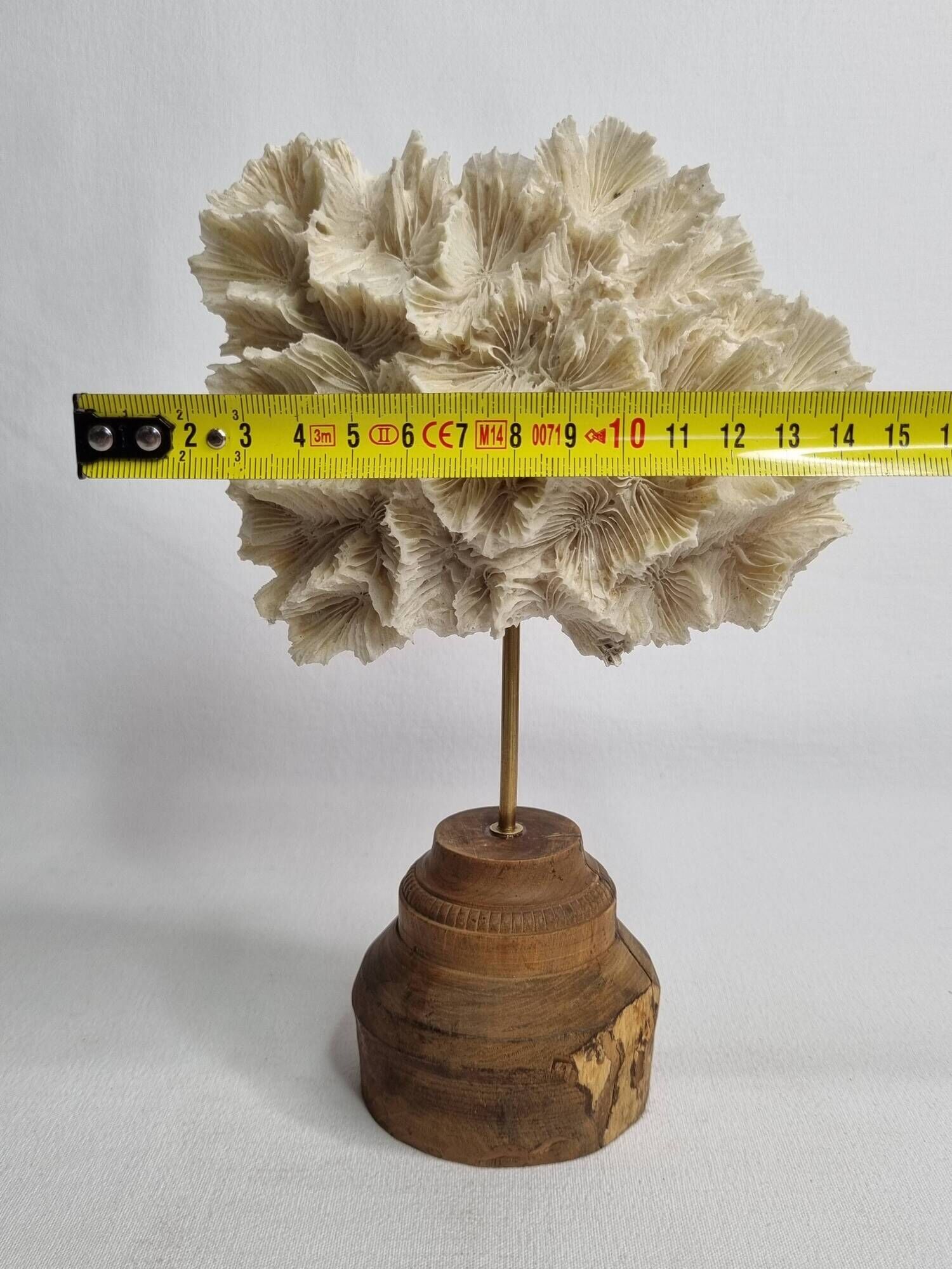 Antique white coral mounted on a turned wooden base – Height 22 cm