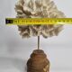 Antique white coral mounted on a turned wooden base – Height 22 cm