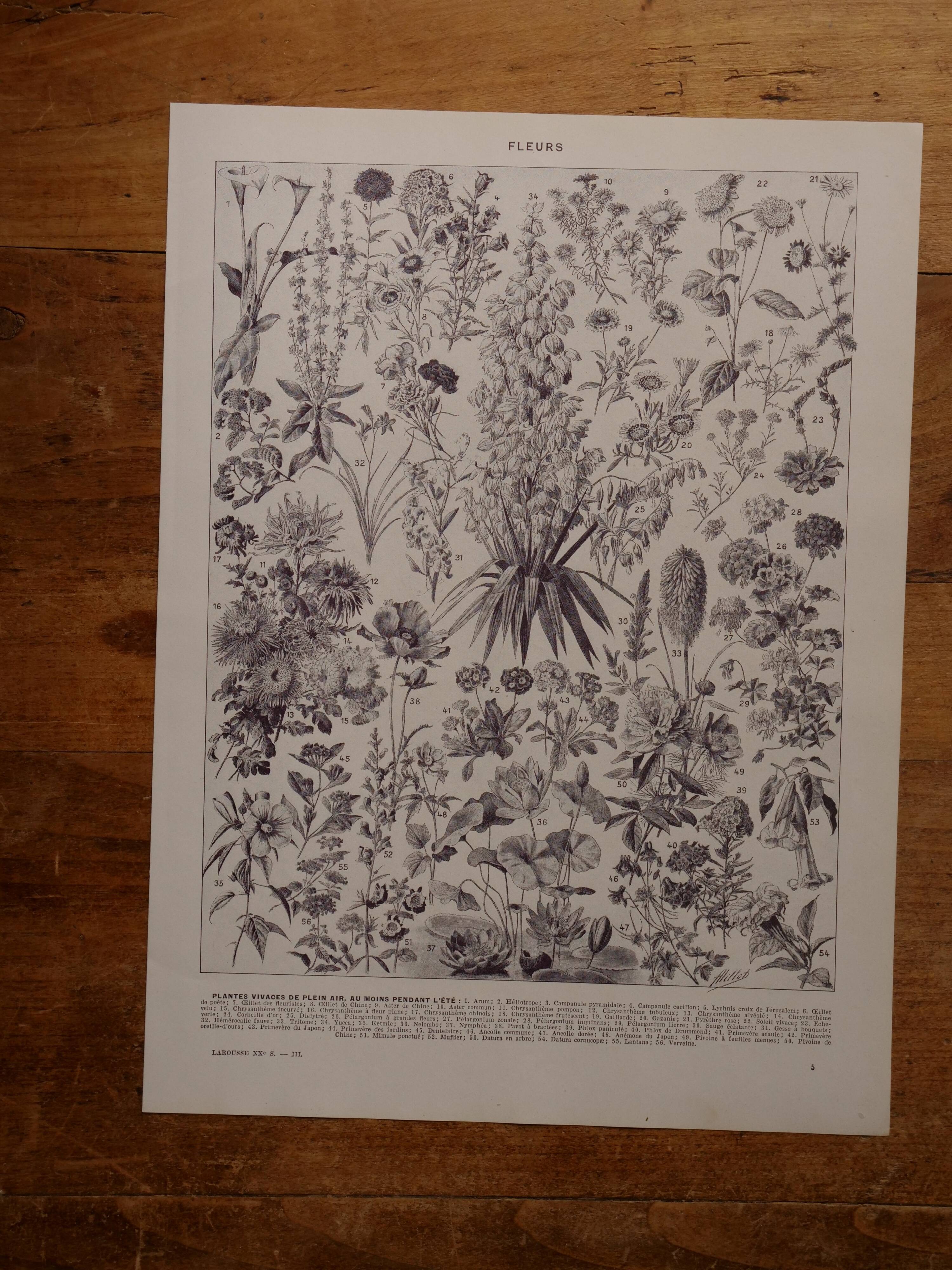 Original lithographs on flowers