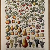 Lithograph engraving on fruits from 1928
