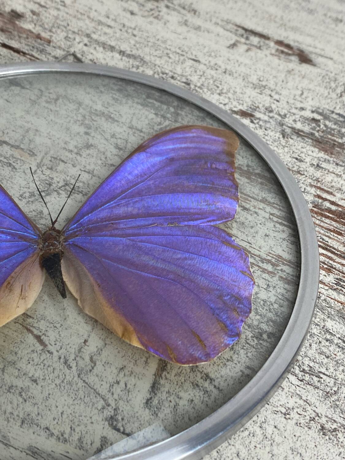 Naturalized morpho butterfly under curved glass