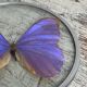 Naturalized morpho butterfly under curved glass