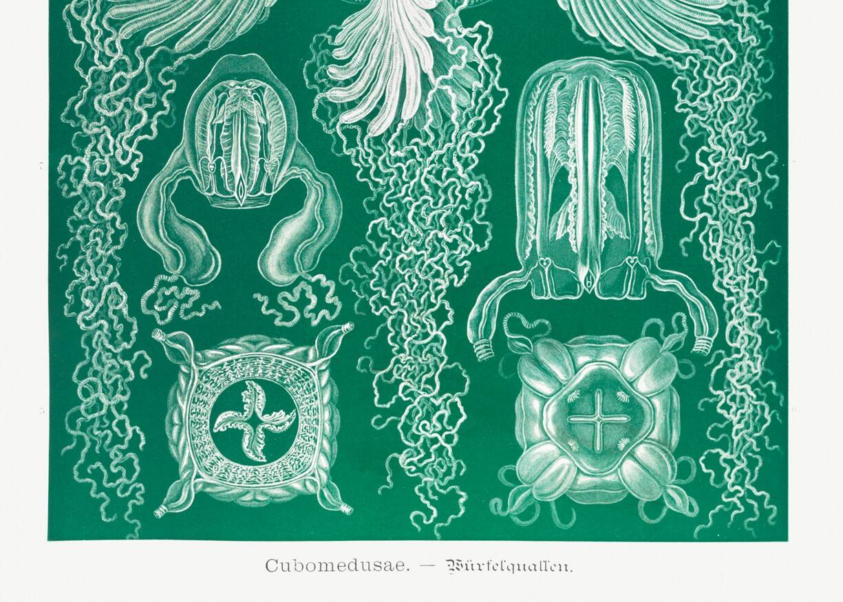 Poster about jellyfish, based on an old lithograph from 1904.