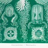 Poster about jellyfish, based on an old lithograph from 1904.