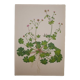 Planche botanique Géranium