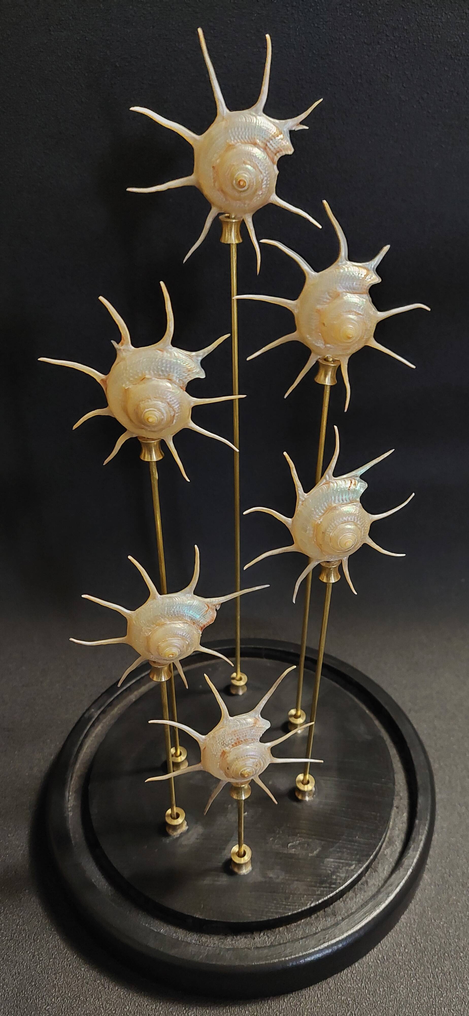 Cabinet de Curiosités globe aux coquillages guildfordia yoka nacrés